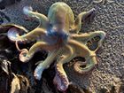 Octopus Large and Small